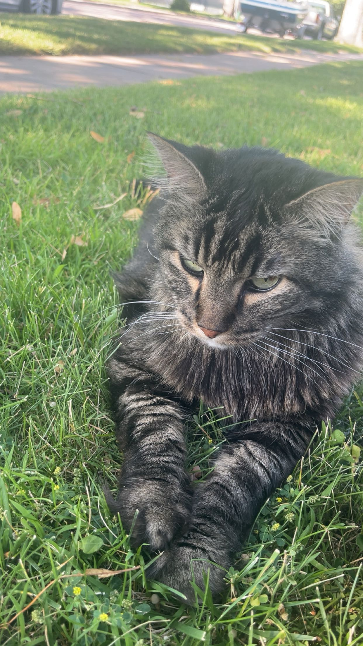 lost cat named Two Toes